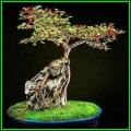 Cotoneaster microphyllus - Smallleaf Cotoneaster Bonsai 10 Seeds + FREE Seeds + Bonsai eBook NEW