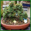 Cotoneaster microphyllus - Smallleaf Cotoneaster Bonsai 10 Seeds + FREE Seeds + Bonsai eBook NEW