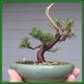 Juniperus virginiana - Bonsai - 10 Seeds + FREE Gifts Seeds + Bonsai eBook, NEW