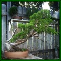 Juniperus virginiana - Bonsai - 10 Seeds + FREE Gifts Seeds + Bonsai eBook, NEW