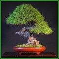 Pinus densiflora - Korean Red Pine Bonsai Seeds + FREE Gifts Seeds + Bonsai eBook, NEW