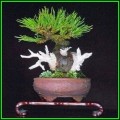 Pinus densiflora - Korean Red Pine Bonsai - 10 Seeds + FREE Gifts Seeds + Bonsai eBook, NEW