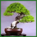 Pinus densiflora - Korean Red Pine Bonsai - 10 Seeds + FREE Gifts Seeds + Bonsai eBook, NEW