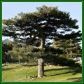 Pinus nigra - 10 Seeds - Austrian Pine - Evergreen Tree - NEW