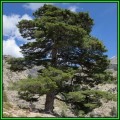 Pinus nigra - 50 Bulk Seeds - Austrian Pine - Evergreen Tree - NEW