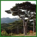 Pinus nigra - 50 Bulk Seeds - Austrian Pine - Evergreen Tree - NEW