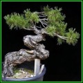 Pinus nigra - Austrian Pine Bonsai Seeds + FREE Gifts Seeds + Bonsai eBook, NEW