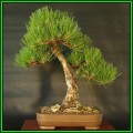 Pinus nigra - Austrian Pine Bonsai Seeds + FREE Gifts Seeds + Bonsai eBook, NEW