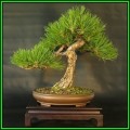 Pinus nigra - Austrian Pine Bonsai - 10 Seeds + FREE Gifts Seeds + Bonsai eBook, NEW