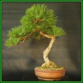 Pinus nigra - Austrian Pine Bonsai - 10 Seeds + FREE Gifts Seeds + Bonsai eBook, NEW