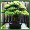 Pinus parviflora - White Pine Bonsai - 5 Seeds + FREE Gifts Seeds + Bonsai eBook, NEW
