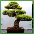 Pinus parviflora - White Pine Bonsai Seeds + FREE Gifts Seeds + Bonsai eBook, NEW