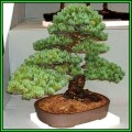 Pinus parviflora - White Pine Bonsai - 5 Seeds + FREE Gifts Seeds + Bonsai eBook, NEW