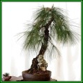 Pinus patula - Mexican Weeping Pine Bonsai - 10 Seeds + FREE Gifts Seeds + Bonsai eBook, NEW