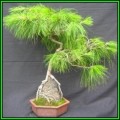 Pinus patula - Mexican Weeping Pine Bonsai - 10 Seeds + FREE Gifts Seeds + Bonsai eBook, NEW