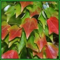 Acer buergerianum - Trident Maple, Chinese Maple - 10 Seeds - Tree or Shrub, NEW