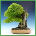 Acer buergerianum - Trident Maple Bonsai Seeds + FREE Gifts Seeds + Bonsai eBook, NEW