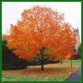 Acer saccharum - Sugar Maple - 5 Seeds - Tree or Shrub, NEW