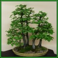 Carpinus betulus - European Hornbeam Bonsai - 10 Seeds + FREE Gifts Seeds + Bonsai eBook, NEW