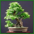 Carpinus betulus - European Hornbeam Bonsai Seeds + FREE Gifts Seeds + Bonsai eBook, NEW