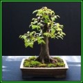 Carpinus betulus - European Hornbeam Bonsai Seeds + FREE Gifts Seeds + Bonsai eBook, NEW