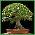 Carpinus betulus - European Hornbeam Bonsai - 10 Seeds + FREE Gifts Seeds + Bonsai eBook, NEW
