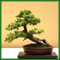 Larix kaempferi - Japanese Larch Bonsai - 10 Seeds + FREE Gifts Seeds + Bonsai eBook, NEW