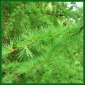 Larix kaempferi - 10 Seeds - Japanese Larch Tree or Shrub, NEW