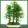 Metasequoia glyptostroboides - Dawn Redwood Bonsai Seeds + FREE Gifts Seeds + Bonsai eBook, NEW