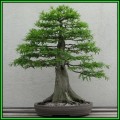 Metasequoia glyptostroboides - Dawn Redwood Bonsai - 10 Seeds + FREE Gifts Seeds + Bonsai eBook, NEW