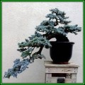 Picea pungens glauca - Colorado Blue Spruce Bonsai - 10 Seeds + FREE Gifts Seeds + Bonsai eBook, NEW