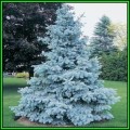 Picea pungens glauca Seeds - Colorado Blue Spruce Tree or Shrub, NEW