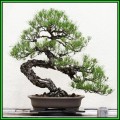Pinus banksiana - Jack Pine Bonsai - 10 Seeds + FREE Gifts Seeds + Bonsai eBook, NEW