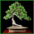 Pinus banksiana - Jack Pine Bonsai Seeds + FREE Gifts Seeds + Bonsai eBook, NEW