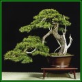 Pinus banksiana - Jack Pine Bonsai - 10 Seeds + FREE Gifts Seeds + Bonsai eBook, NEW