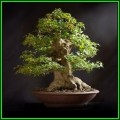 Alnus japonica - Japanese Alder Bonsai - 20 Seeds + FREE Gifts Seeds + Bonsai eBook, NEW