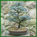 Cedrus atlantica glauca - Blue Atlas Cedar Bonsai - 5 Seeds + FREE Gifts Seeds + Bonsai eBook, NEW