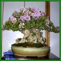 Lagerstroemia indica - Crape Myrtle Bonsai Seeds + FREE Gifts Seeds + Bonsai eBook, NEW