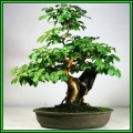 Lagerstroemia indica - Crape Myrtle Bonsai - 10 Seeds + FREE Gifts Seeds + Bonsai eBook, NEW