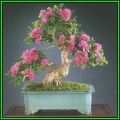 Crape Myrtle Bonsai - Lagerstroemia indica - 10 Seeds + FREE Gifts Seeds + Bonsai eBook, NEW