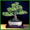 Pinus mugo - Mugo Pine Bonsai Seeds + FREE Gifts Seeds + Bonsai eBook, NEW