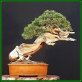 Pinus mugo var. pumilio - Dwarf Mugo Pine Bonsai - 50 Bulk Seeds + Bonsai eBook, NEW