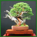 Pinus mugo var. pumilio - Dwarf Mugo Pine Bonsai Seeds + FREE Gifts Seeds + Bonsai eBook, NEW