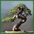 Pinus mugo var. pumilio - Dwarf Mugo Pine Bonsai - 50 Bulk Seeds + Bonsai eBook, NEW