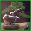 Pinus ponderosa - Ponderosa Pine Bonsai Seeds + FREE Gifts Seeds + Bonsai eBook, NEW