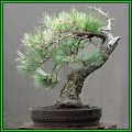 Pinus ponderosa - Ponderosa Pine Bonsai Seeds + FREE Gifts Seeds + Bonsai eBook, NEW