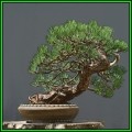 Pinus ponderosa - Ponderosa Pine Bonsai - 10 Seeds + FREE Gifts Seeds + Bonsai eBook, NEW