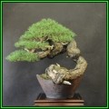 Pinus sylvestris - Scots Pine Bonsai - 10 Seeds + FREE Gifts Seeds + Bonsai eBook, NEW
