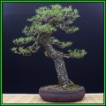 Pinus sylvestris - Scots Pine Bonsai Seeds + FREE Gifts Seeds + Bonsai eBook, NEW