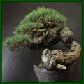 Pinus sylvestris - Scots Pine Bonsai - 50 Bulk Seeds + FREE Gifts Seeds + Bonsai eBook, NEW